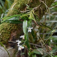 Beclardia macrostachya Orchidaceae Ende?m ique Madagascar et Mascareignes 1351.jpeg